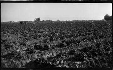 Rows of lettuce
