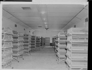 Agriculture Poultry
