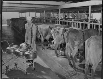 Milking machines