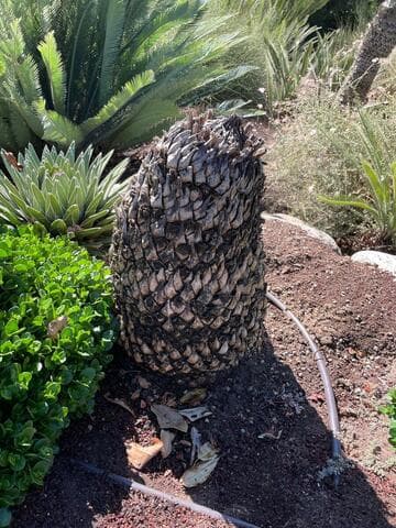 Dioon califanoi