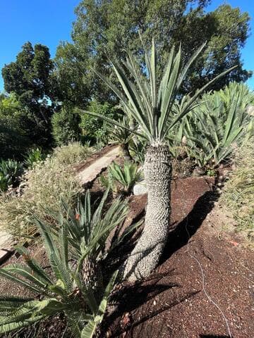 Dioon califanoi