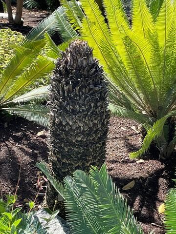 Dioon holmgrenii
