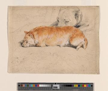 Two Dogs Resting