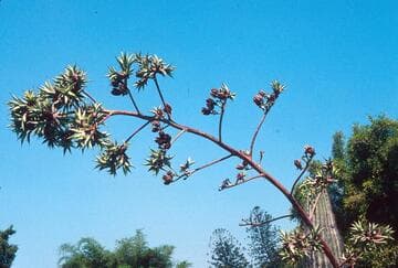 Agave macroacantha
