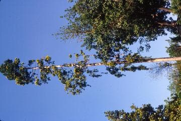 Agathis robusta