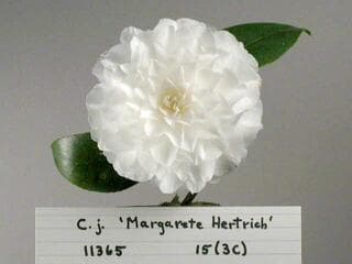 Go to image 2.