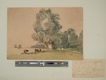 Hampstead Fields