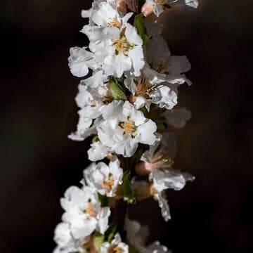 Prunus tomentosa 'Manchu Cherry'