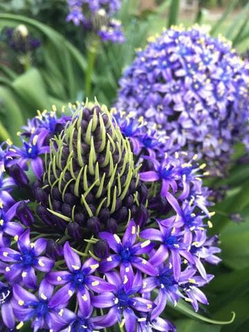 Scilla peruviana