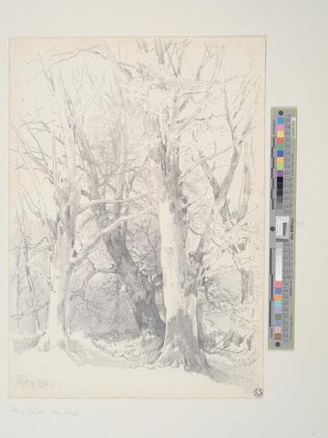 Tree Study