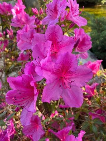 Rhododendron (Southern Indica Azalea Group) 'Formosa'