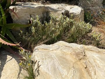 Albuca