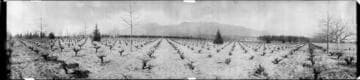 Vineyard and mountains