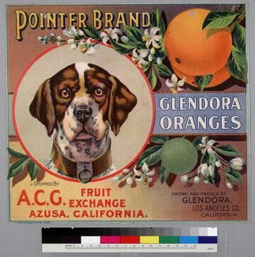 Pointer brand
