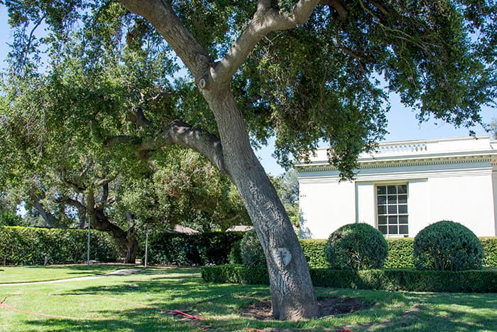 Oak tree near the Boone Gallery