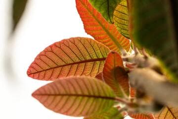 Saurauia madrensis