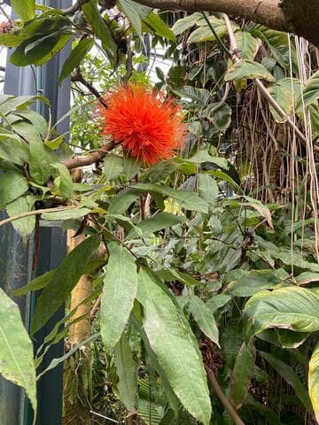 Brownea macrophylla