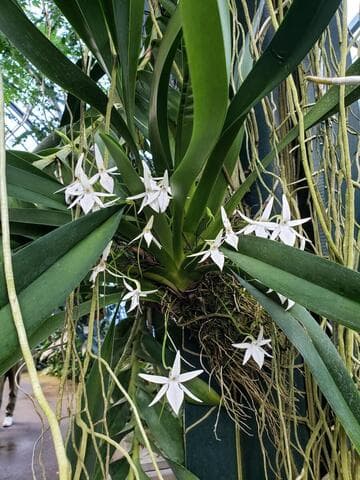 Jumellea sagittata