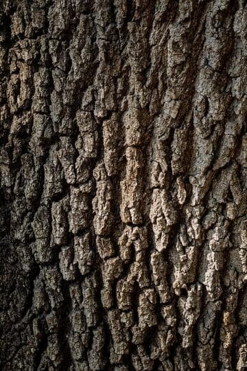 Quercus virginiana