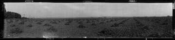 Field, Westwood, Los Angeles. 1904