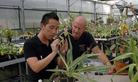 Brandon Tam and Lance Birk pollinate an orchid in the Huntington greenhouse. Brandon Tam and Lance Birk pollinate an orchid in the Huntington greenhouse.