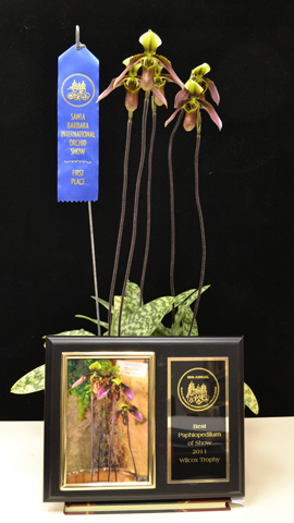 Best Paphiopedilum in Show 2011 Best Paphiopedilum in Show 2011