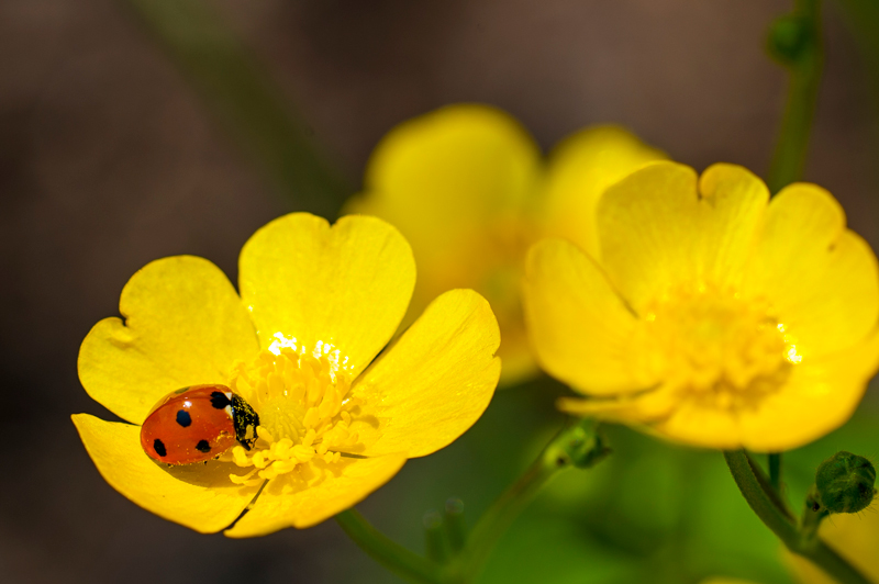 Ladybug ladybug on flower